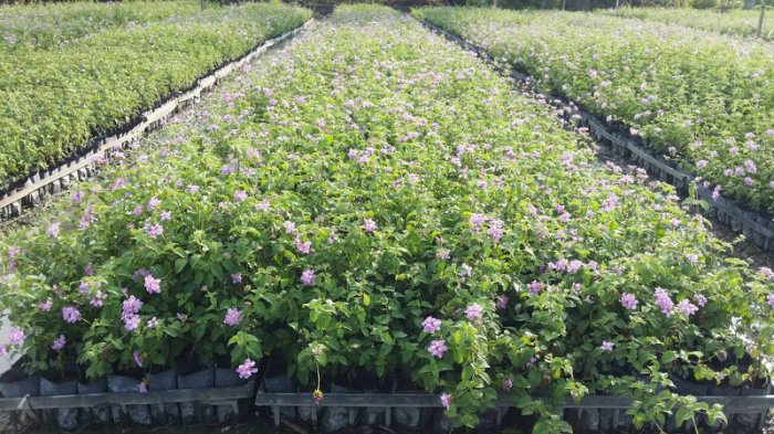 紫色蔓性馬櫻丹 1株15元 最低出售10株 田尾玫瑰園 專業植物購物網站 Topshop網路開店