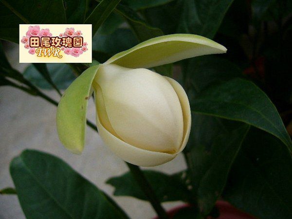 夜合花 4吋盆 高約30 40cm90元 夜間極香 味似成熟鳳梨香味 夜晚時香氣更濃郁 花期5 8 月 花可作茶葉添香料及製香水 田尾玫瑰園 專業植物購物網站 Topshop網路開店