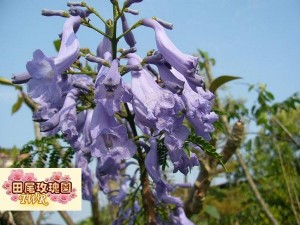 藍花楹 米徑5cm20元 巴西紫葳 紫雲木 花期4 5月 花為藍紫色 樹形很美 開藍色的花 是一種值得推廣的園林樹種 田尾玫瑰園 專業植物購物網站 Topshop網路開店